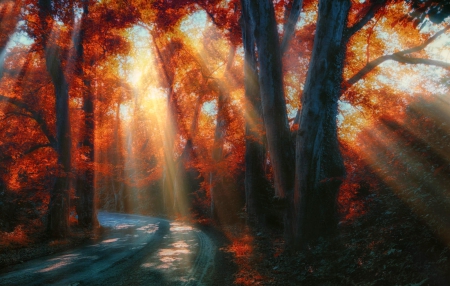 Sunbeams Thru The Trees - autumn, trees, beautiful, leaves, shrubs, grass, road, sun rays