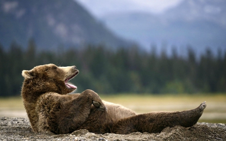 Ahhhhh...Nap Time - nature, bears, mountains, animals