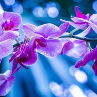 Orchids