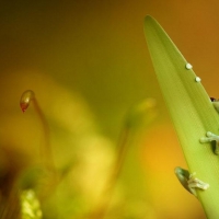 LITTLE FROG ON LEAF