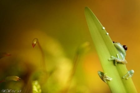 LITTLE FROG ON LEAF - leaf, cute, frog, little