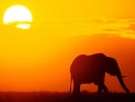 elephant sunset