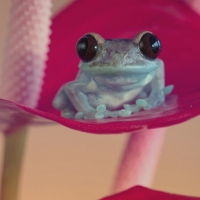 FROG IN PURPLE FLOWER