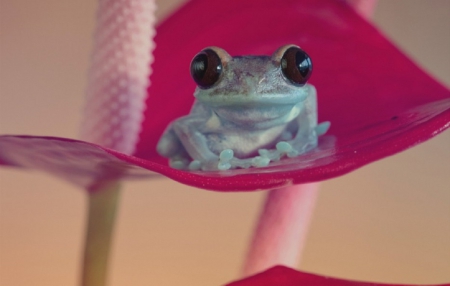 FROG IN PURPLE FLOWER - frog, flower, purple, cute