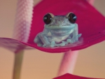 FROG IN PURPLE FLOWER