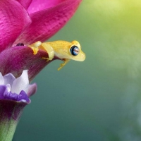 YELLOW FROG IN FLOWER