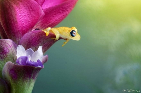 YELLOW FROG IN FLOWER - frog, flower, yellow, cute