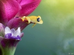 YELLOW FROG IN FLOWER