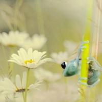 LITTLE FROG ON STEM