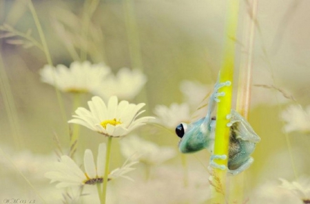 LITTLE FROG ON STEM - stem, cute, frog, little