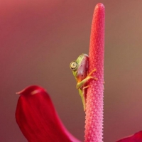 CUTE FROG ON FLOWER