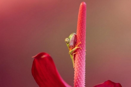 CUTE FROG ON FLOWER - frog, flower, little, cute