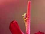 CUTE FROG ON FLOWER