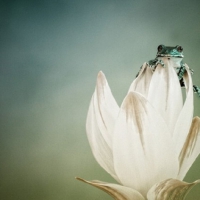 LITTLE FROG ON WHITE FLOWER