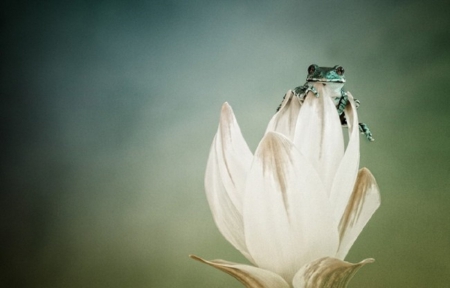 LITTLE FROG ON WHITE FLOWER - frog, flower, little, cute