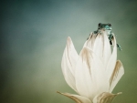 LITTLE FROG ON WHITE FLOWER