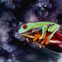 GREEN FROG ON PURPLE BACKGROUND