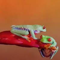 TWO LITTLE FROGS ON FLOWER