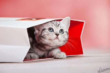 KITTEN IN A BAG - little, cute, bag, kitten