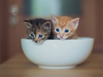 PAIR OF BLUE EYES IN A BOWL