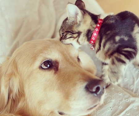 CUTE FRIENDS - CUTE, KITTEN, FRIENDS, PUPPY