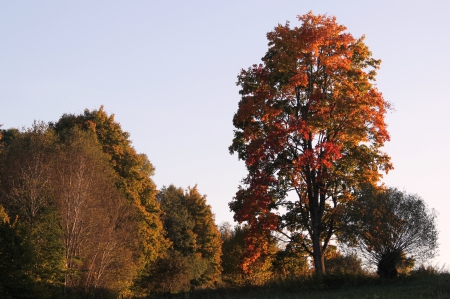 Sunset. - sunsets, nature, autumn, other