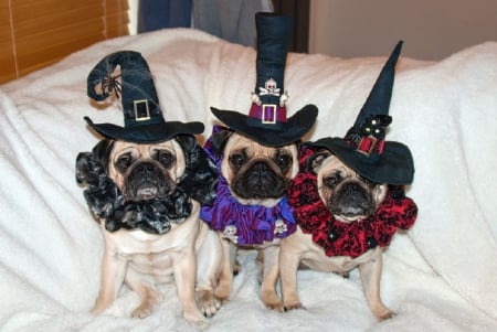 THREE HALLOWEEN PUPPIES - three, halloween, cute, puppies