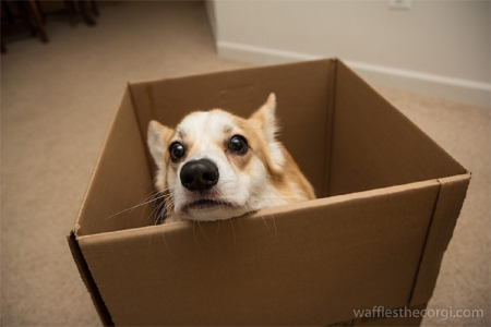 BOXED CORGI - CUTE, DOG, CORGI, BOX