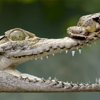 BRAVE FROG SITTING ON CROC