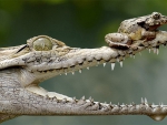 BRAVE FROG SITTING ON CROC