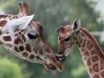 MOTHER AND BABY GIRAFFES