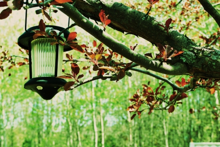 Warmth Of Autumn - autumn, trees, lantern, branch, leaves, lamp