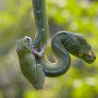 BRAVE FROG