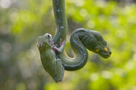 BRAVE FROG - BRAVE, SNAKE, ANIMALS, FROG