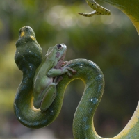 BRAVE GREEN FROG