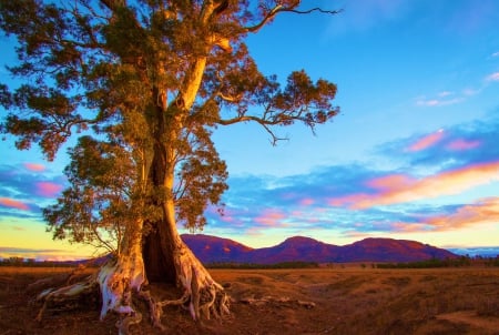 Lonesome Tree - sky, landscape, hills, clouds, sunset, colors