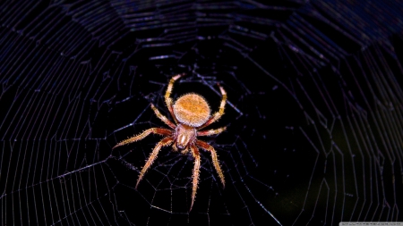 Spider in the web - spider, insects, wilderness, HD, wild animals, web, nature, spider web, animals, wildlife, wild, wallpaper