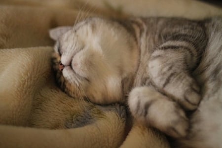 sweet dreams 2 - sleeping, dreams, cat, animals, sweet