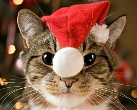 Christmas Cat - animal, chtistmas, hat, cat