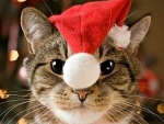 Christmas Cat