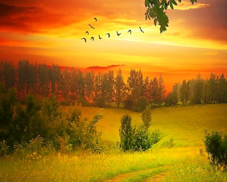 Golden Sky - nature, sky, landscape, birds