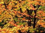 Colorful Autumn Tree