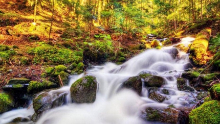 Stream in Forest - stream, nature, forest, beautiful