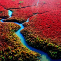 Red Seabeach In Autumn