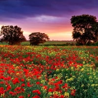 RAPESEED and POPPY field