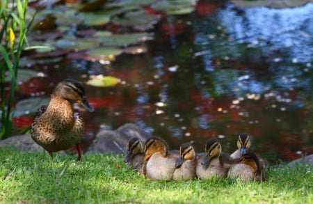 Duck family - grass, mother, young, Duck family