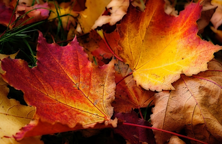 Fall - leaves, colors, autumn, trees