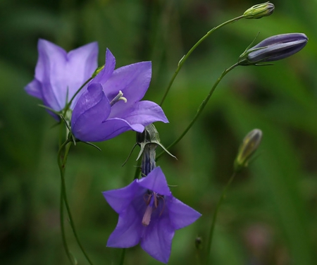 Flowers - flowers, beautiful, purple, nature