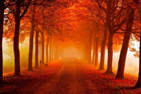 Autumn - autumn, trees, park, autumn splendor, path, mist, nature, fall, benches