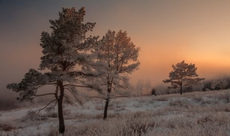 Sunset in winter - winter, sunset, trees, snow